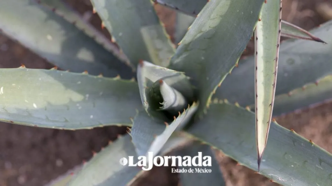 Edomex: Publican exhorto para resolver litigio de denominación de origen de mezcal mexiquense
