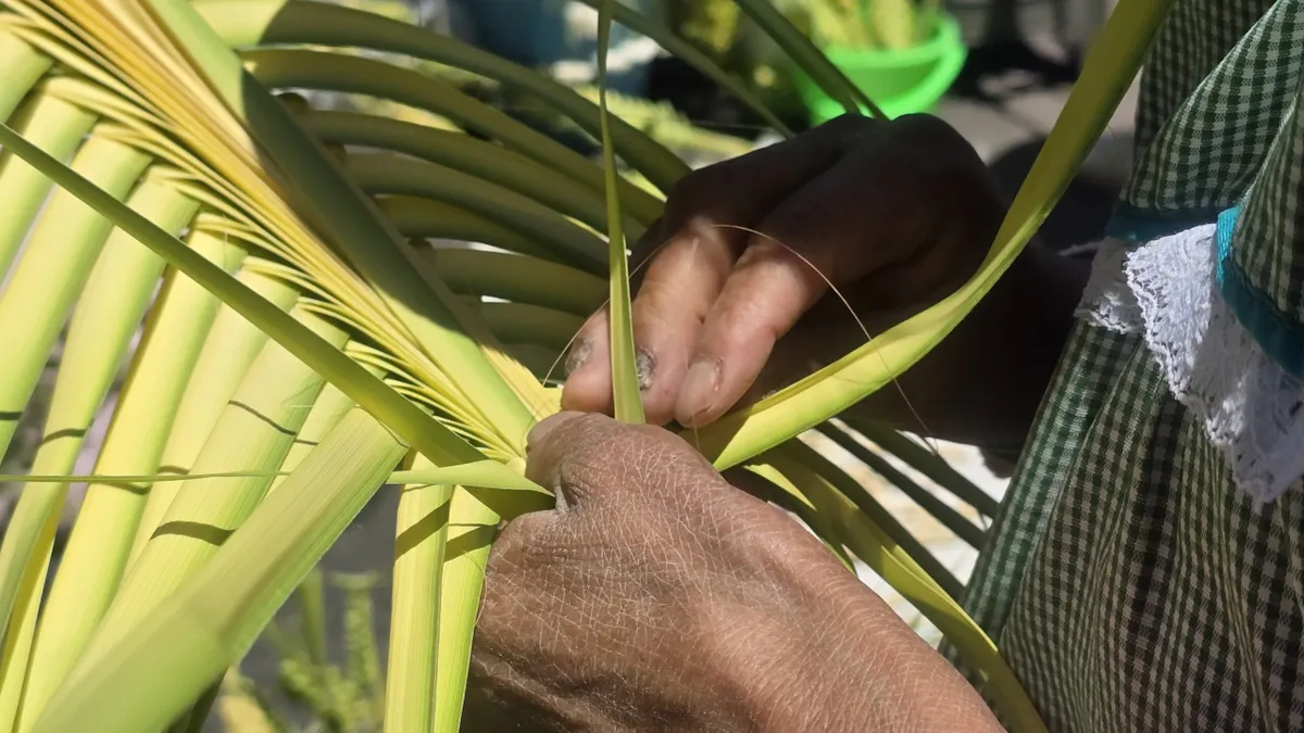 Palma tejida, tradición de Semana Santa
