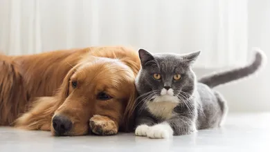 El Programa de Esterilización de Perros y Gatos de la UAEMéx ofrece este servicio de manera gratuita.
