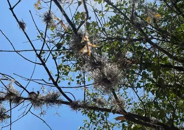 Cuautitlán Izcalli derriba 280 árboles por riesgo