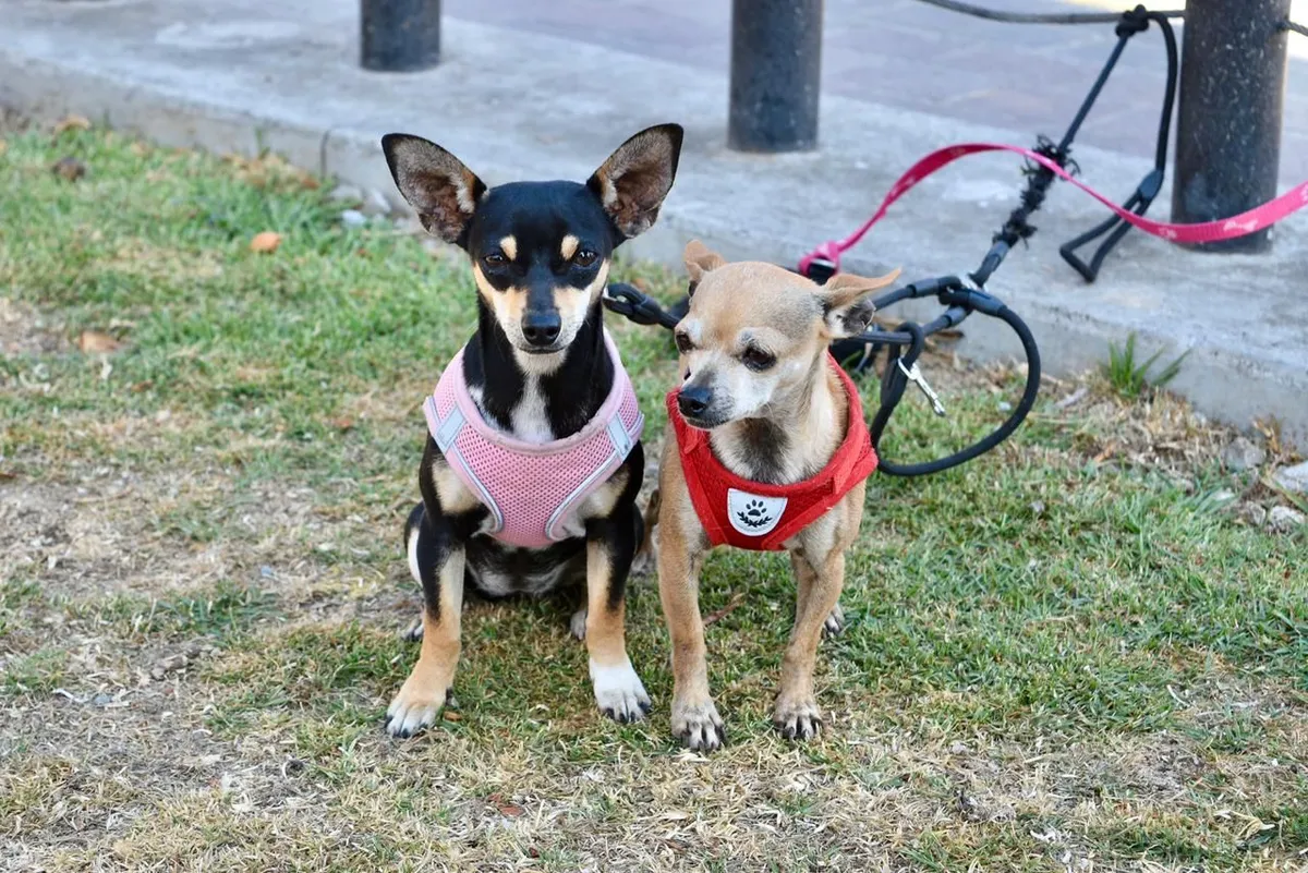 Toluca refuerza acciones contra el maltrato animal y pide denunciar casos