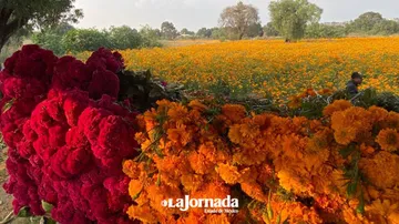 Chicoloapan: La naciente tradición de cempasúchil