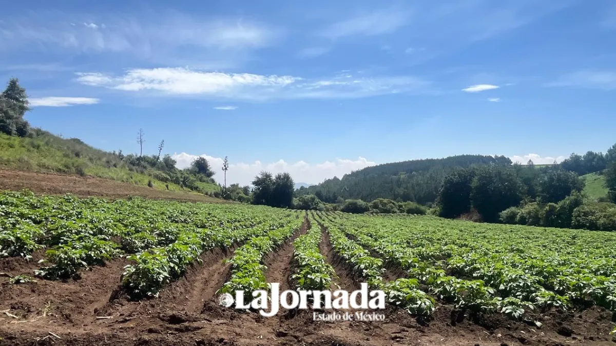 Edomex enfrenta dependencia alimentaria que afecta sector rural: especialista