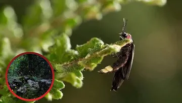 Lluvias favorecen reproducción de luciérnagas en zona de los volcanes en Edomex
