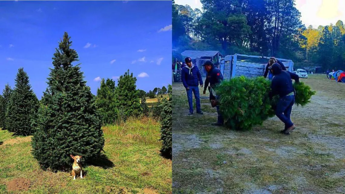 Edomex: Arranca venta de árboles de Navidad en el Mirador de Tepetlaoxtoc
