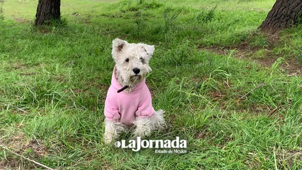 Adopciones de perros deben ser con responsabilidad: Becerril