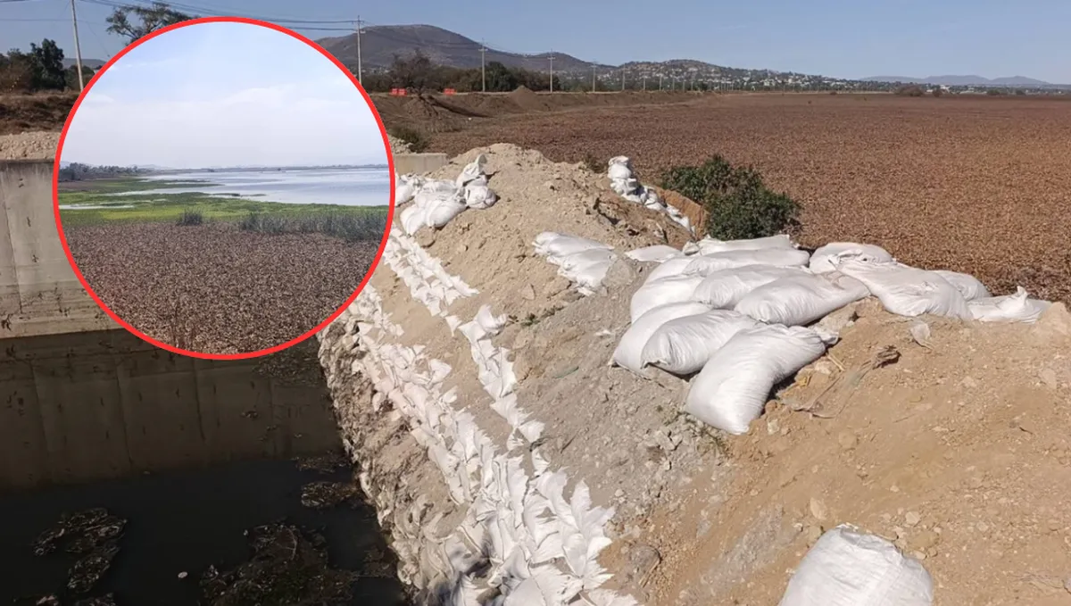 Laguna de Zumpango bajo el lirio: Crisis ambiental y turística en esta Semana Santa 2026