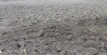 Sequía pega a maíz en la zona norte de Edomex, buscan productores alternativas