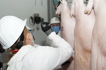 Supervisan rastros municipales para garantizar la venta segura de carne