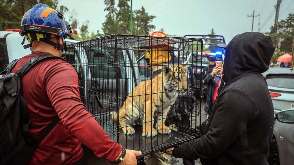 Semarnat determinará el destino del tigre de bengala: Isaac Montoya