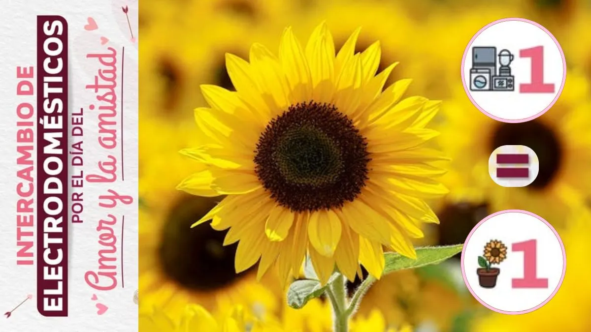 Neza te cambia tu electrodoméstico por un girasol