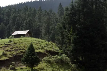 Industria forestal sin aprovecharse, al generar empleos evitaría tala ilegal: Probosque