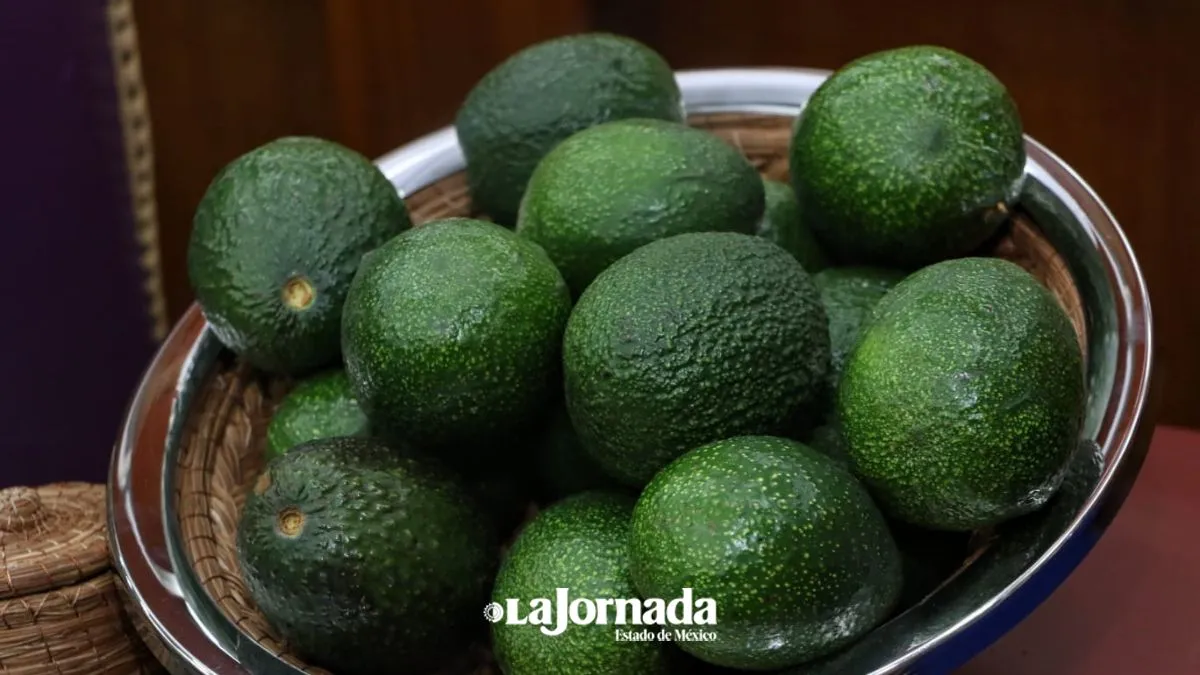 Aguacate se vende hasta en $100 por kilogramo 