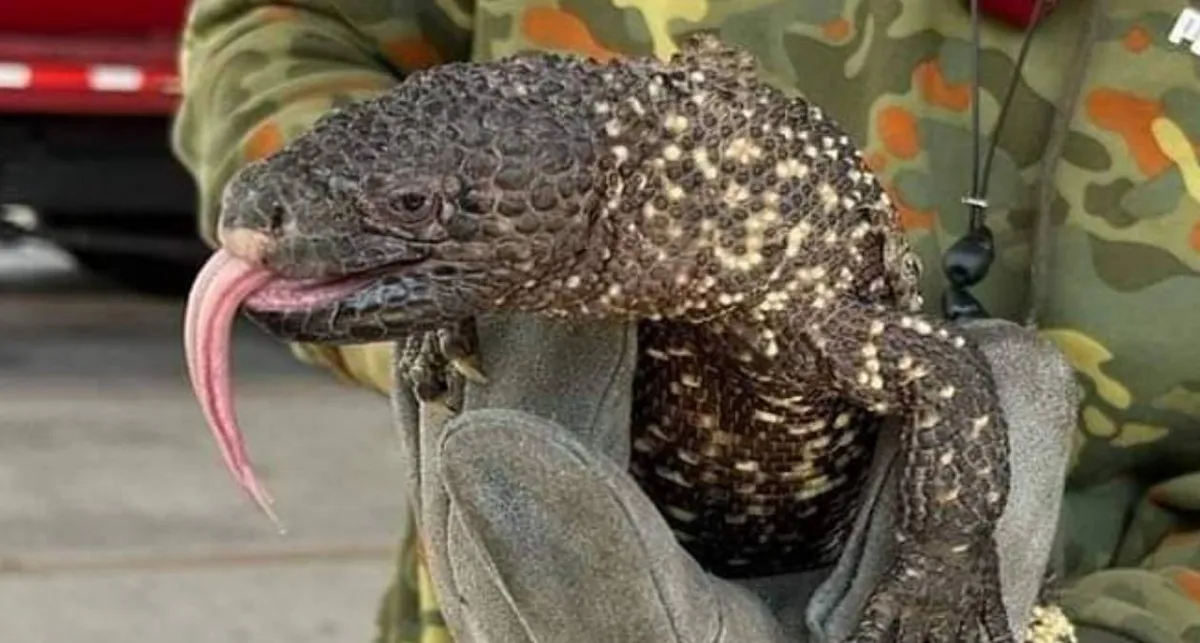 Rescatan Monstruo de Gila en las calles de Ixtapaluca
