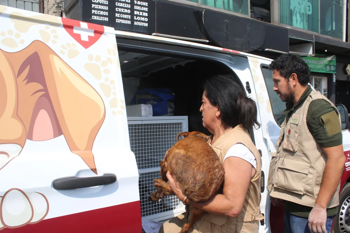 Actualmente, los perros permanecen en cuarentena con cuidados especiales.
