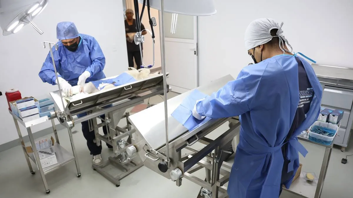 Huixquilucan realiza más de 400 esterilizaciones de perros y gatos 