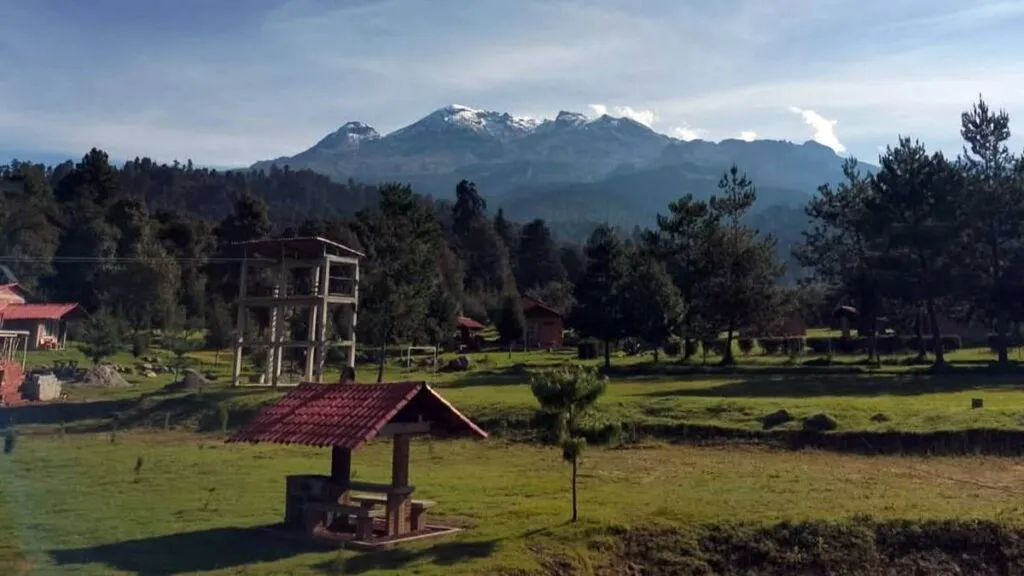 Comercializarán 80 mil árboles de navidad en los volcanes