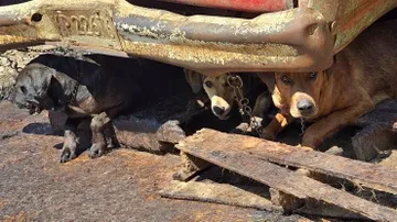 Van más de 200 denuncias por maltrato animal en 2025