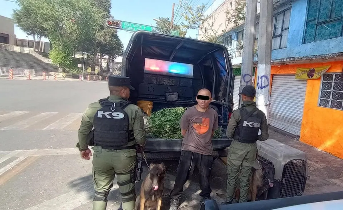 Detienen a sujeto con marihuana en Toluca
