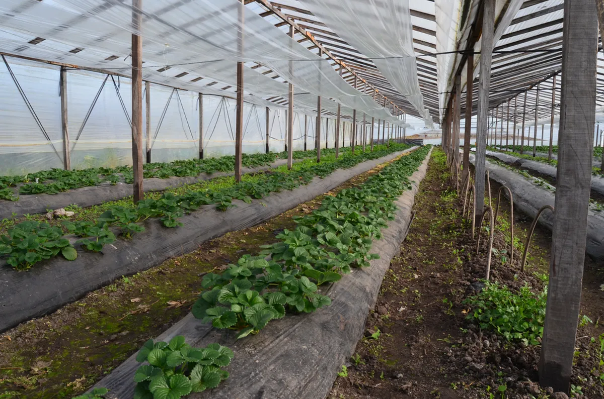 UAEMéx promueve modelos agrícolas sustentables 