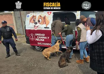 Rescatan a dos perritos por presunto maltrato animal en Toluca
