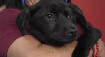 Continúa la promoción de la adopción responsable de mascotas en el Nemesio Diez