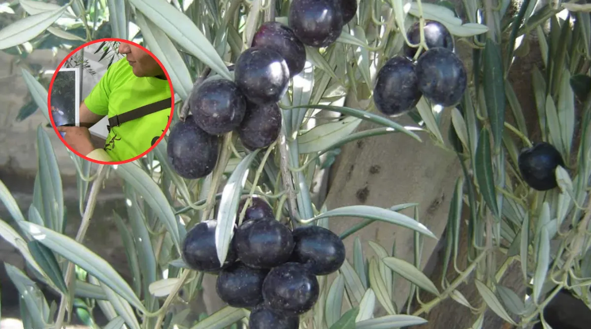 Identifican olivos de hasta 400 años, los más longevos del continente en Chimalhuacán