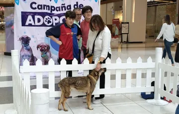 Huixquilucan encuentra hogar para 475 perritos