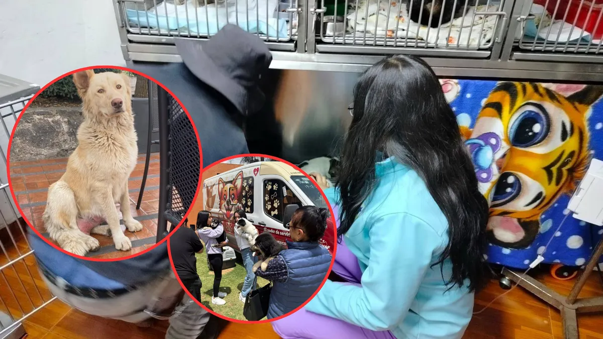 De perrita callejera a historia de rescate, así salvaron a “Mantequilla” en la UAEMéx.