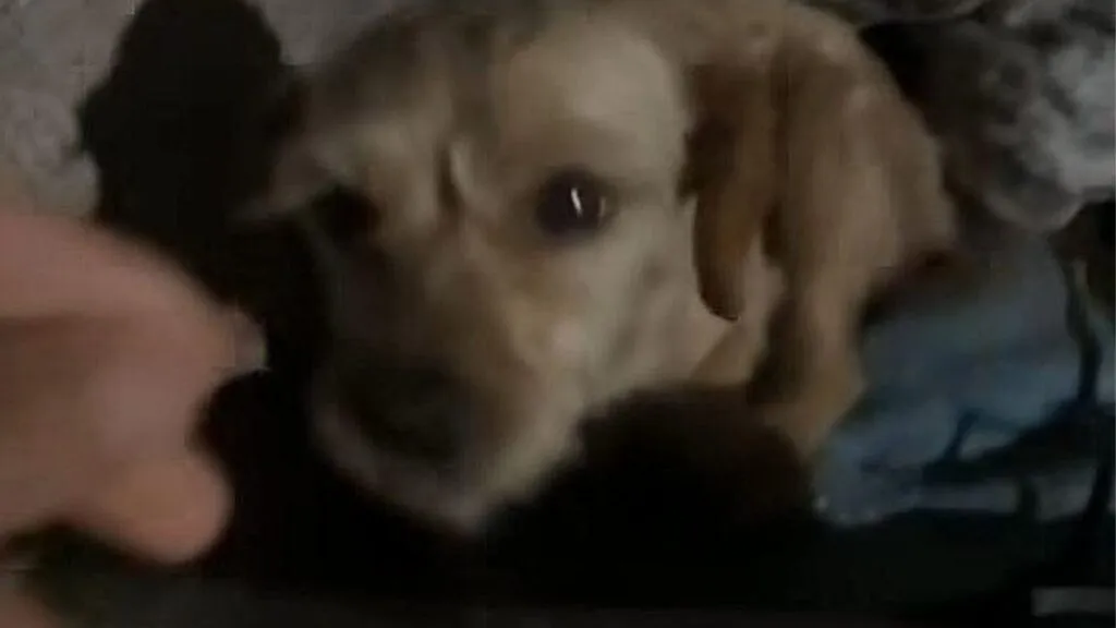 Chimalhuacán: Detienen a sujeto por maltrato a perros