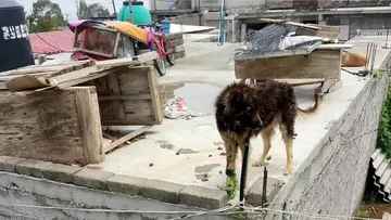 En Ixtapaluca denuncian falta de atención en caso de maltrato animal; un perro ya falleció