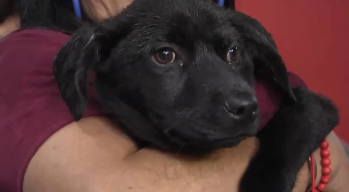 Continúa la promoción de la adopción responsable de mascotas en el Nemesio Diez
