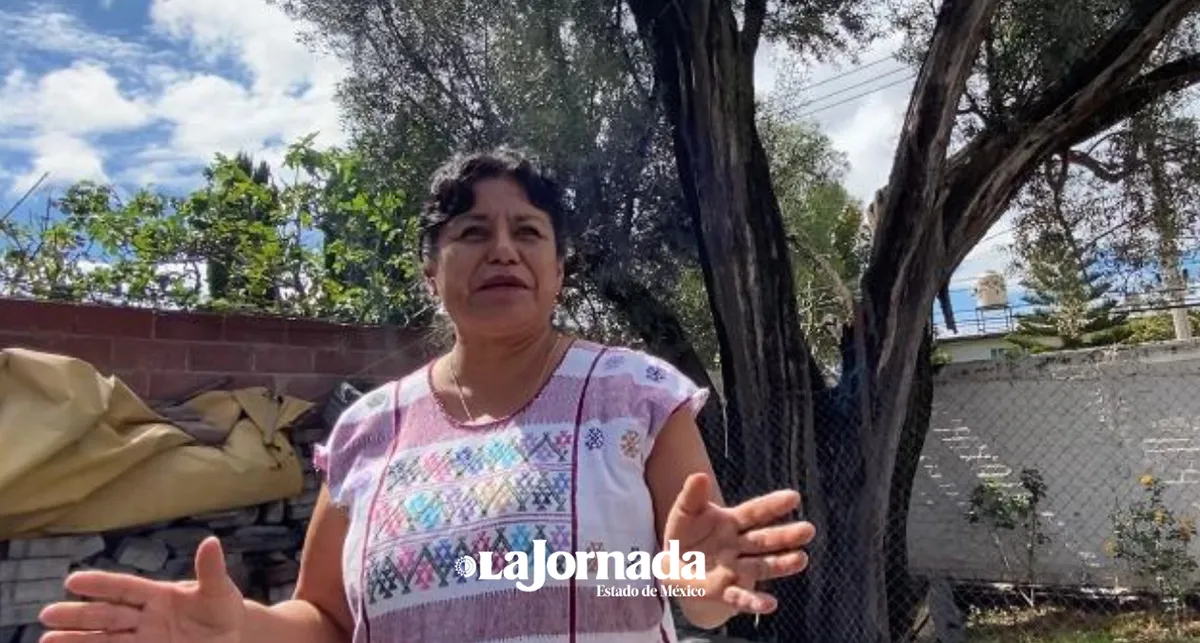 Chimalhuacán: Buscan preservar árbol de olivo de más de 300 años