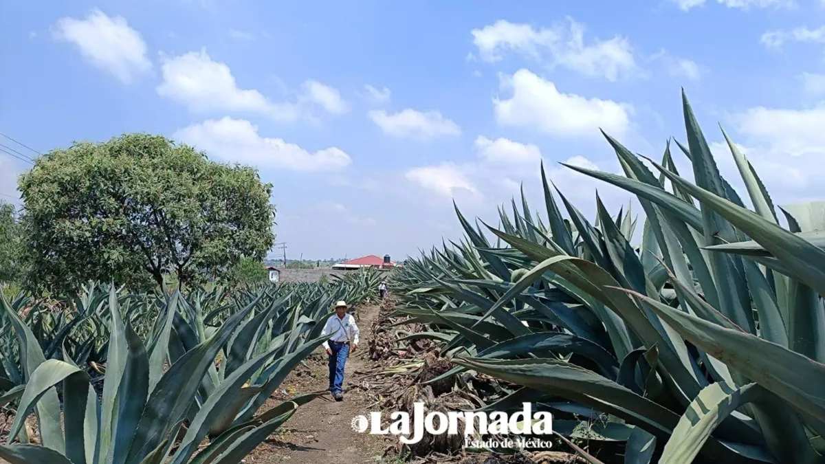 Ixtapaluca: Plantíos de Maguey enfrentan una fuerte plaga