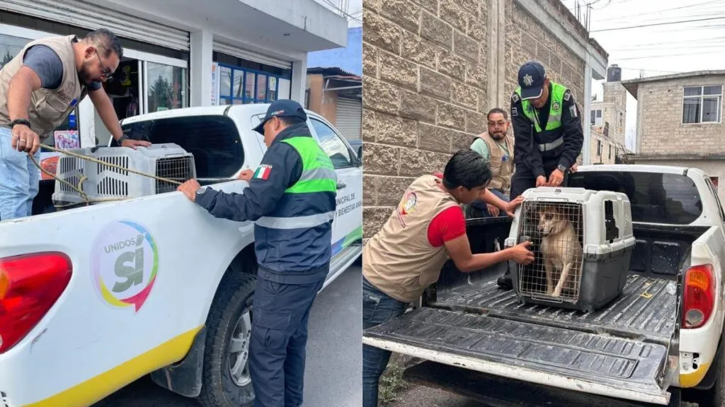 San Mateo Atenco: Rescatan a dos perros que sufrían maltrato
