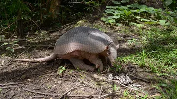 Ayotuxco, Zacualpan, el lugar de los armadillos
