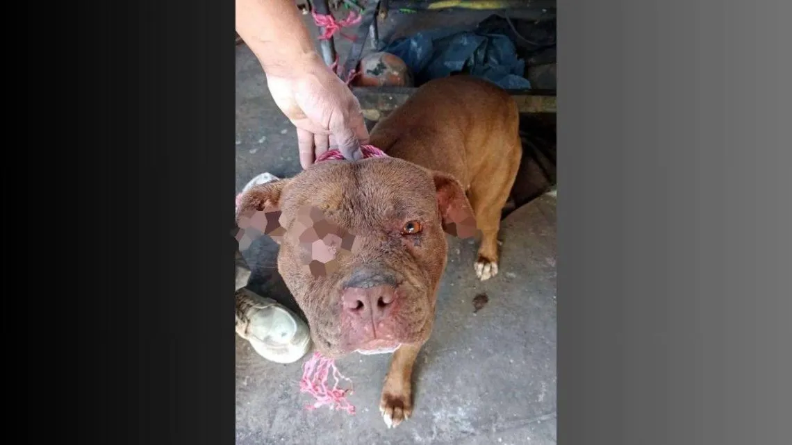 Ozumba: Perro muere a consecuencia de maltrato animal; FGJEM Y PROPAEM investigan