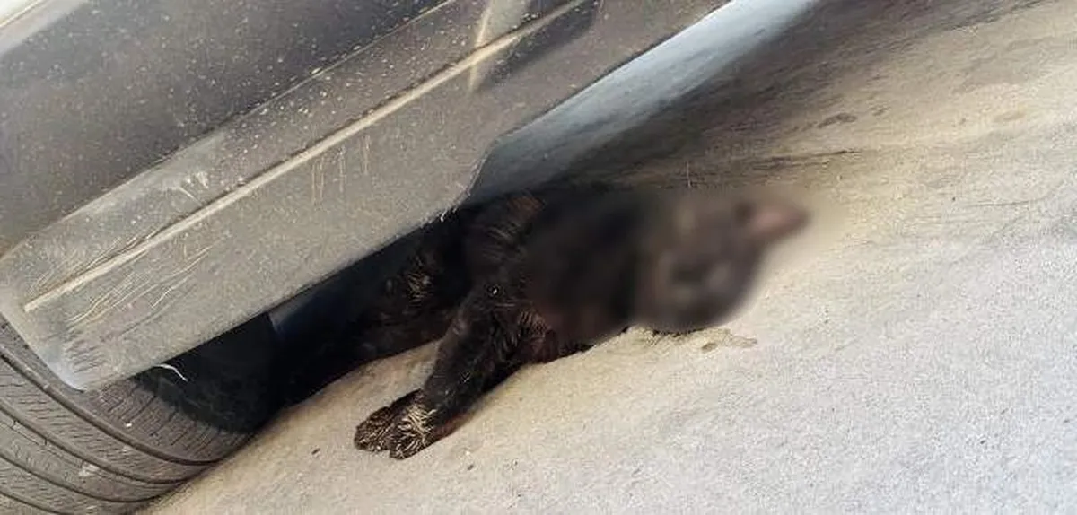 Envenenan a decenas de perros y gatos en Puebla