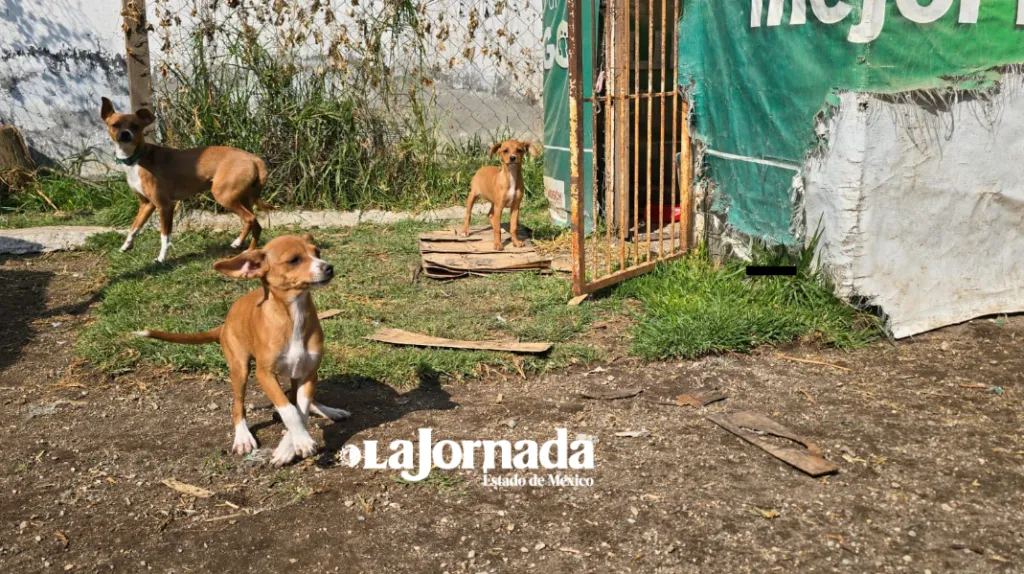 Urge crear composta con desechos de mascotas