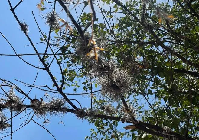 Cuautitlán Izcalli derriba 280 árboles por riesgo