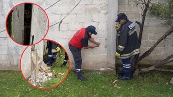 Tras liberarlo, verificaron que el lomito no presentara lesiones de gravedad.