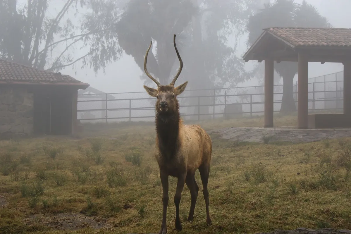Durante el invierno las especies salen a sus áreas de exhibición a partir de las 10:30 horas, cuando las condiciones climáticas resultan más favorables para su bienestar.
