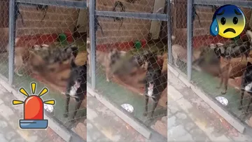 Vecinos denuncian canibalismo entre perros encerrados en vivienda de Ixtapaluca