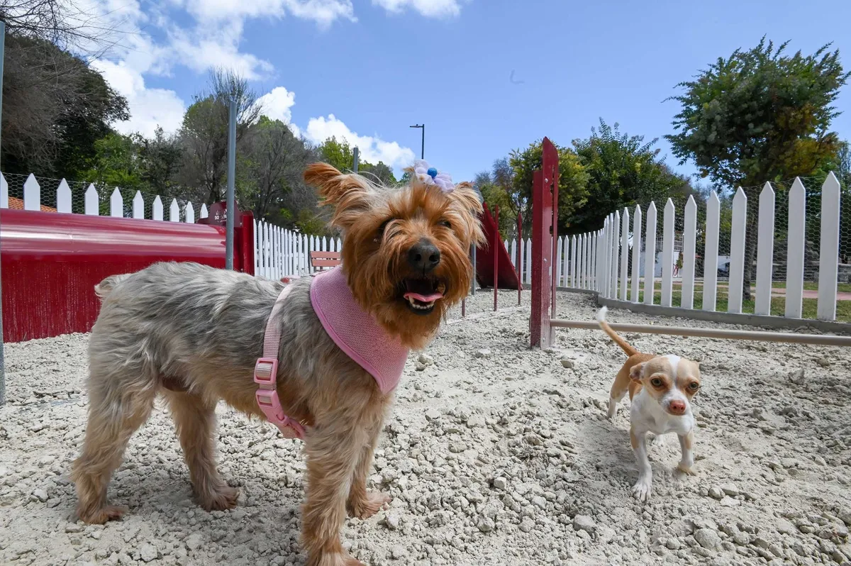 Estos espacios están ubicados en la Unidad Deportiva “Dionicio Cerón”, en Rayón, y el Parque Municipal de Tenango del Valle.