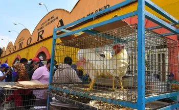 Prohíben negocio de animales en el Mercado de Sonora