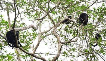 Monos aulladores y otras especies mueren por altas temperaturas