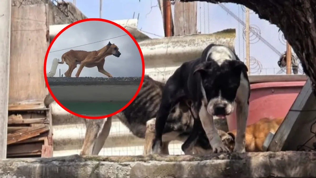 Activistas llaman a viralizar maltrato animal
