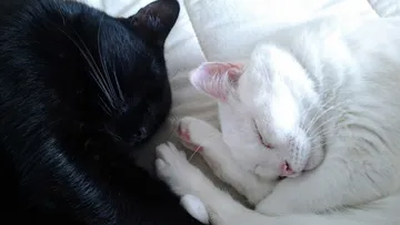 ¿Por qué no se dan en adopción gatos y perros en octubre?
