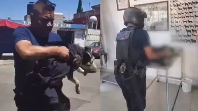 Policías estatales rescatan a perro atropellado en Metepec