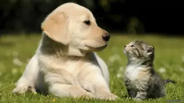 La Ciudad de México es una de las primeras entidades del país en reconocer jurídicamente el derecho de las mascotas.